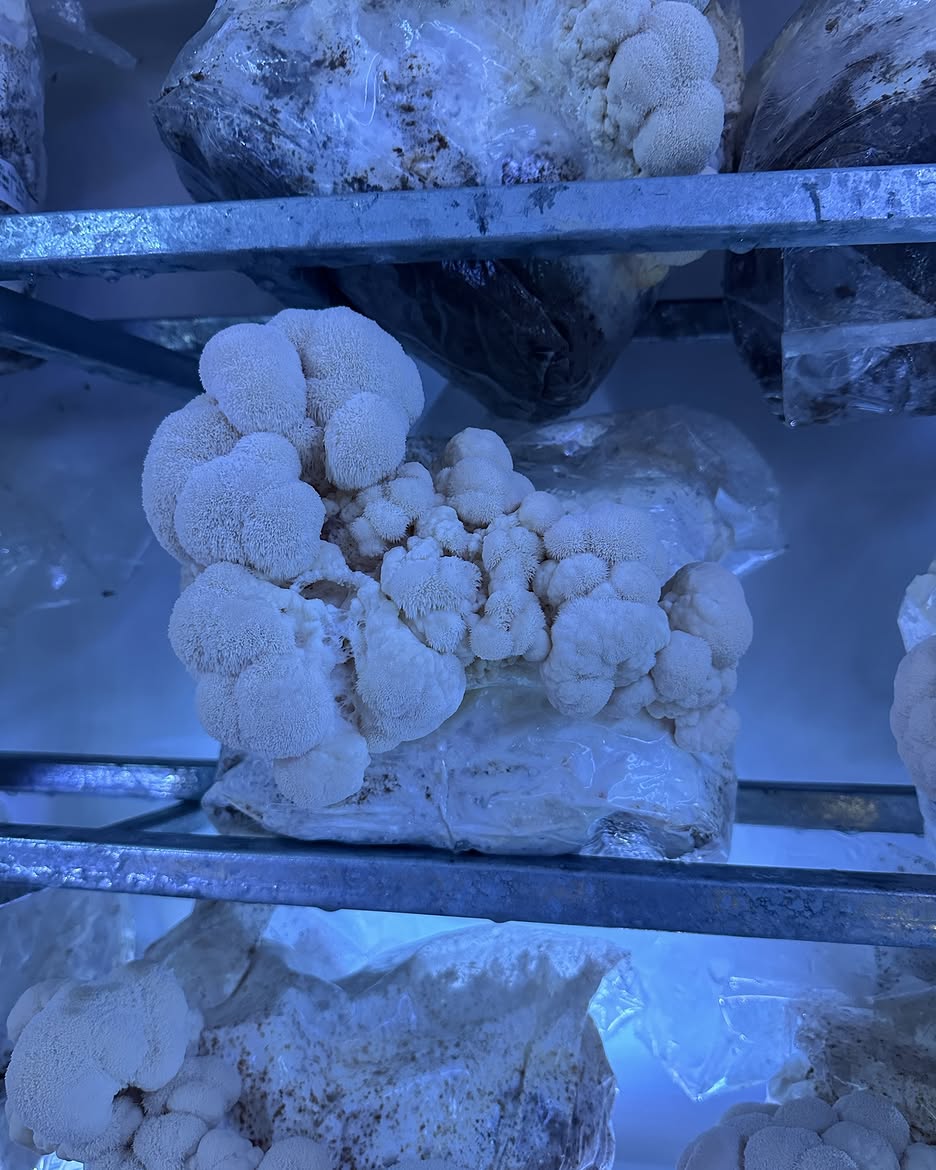 Champignon Lion’s Mane frais – Crinière de Lion premium