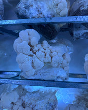 Champignon Lion’s Mane frais – Crinière de Lion premium