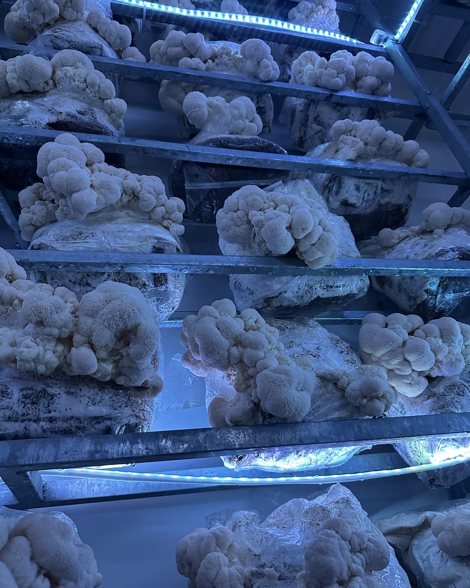 Champignon Lion’s Mane frais – Crinière de Lion premium