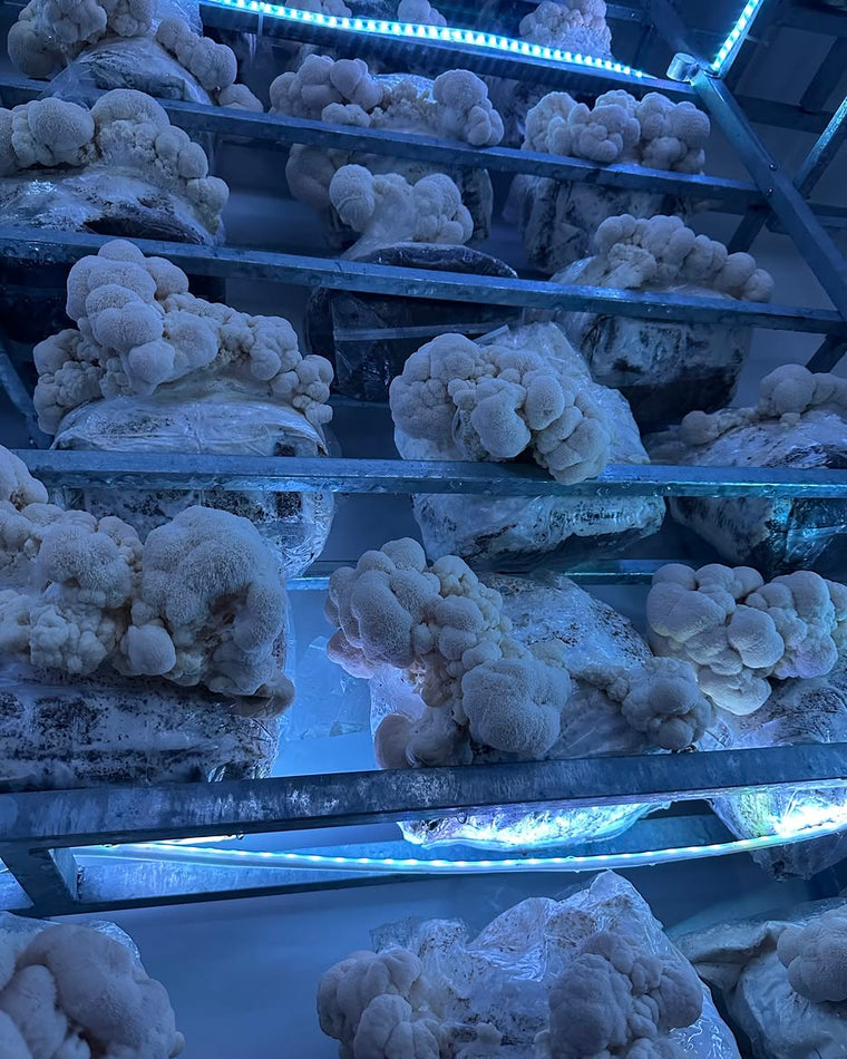 Champignon Lion’s Mane frais – Crinière de Lion premium
